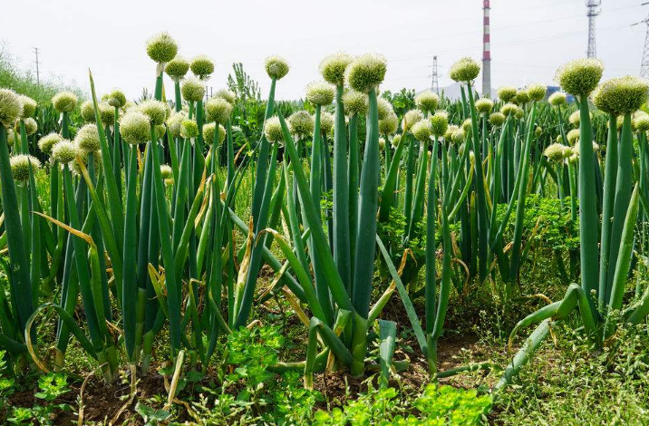 种植大葱致富人_致富经大葱种植_致富大葱种植人是谁
