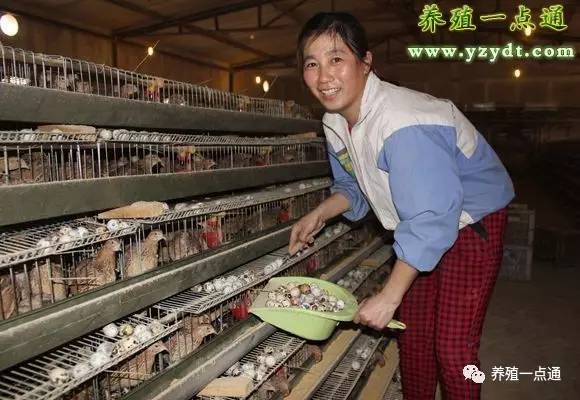 致富养殖肉鹌鹑用什么笼子_肉用鹌鹑养殖技术_肉用鹌鹑养殖致富