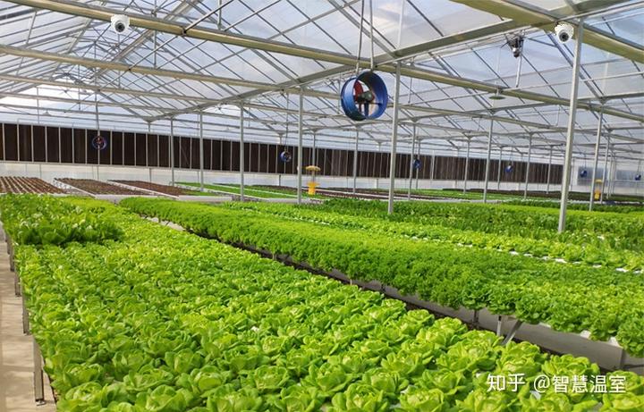 种植温室大棚价格_致富经温室大棚种植_温室大棚种植有利条件