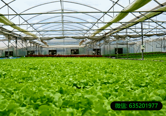 致富经温室大棚种植_种植温室大棚价格_温室大棚种植有利条件