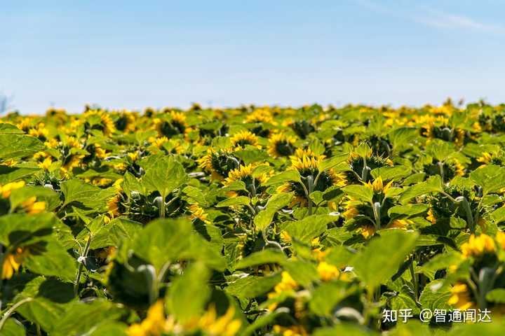 农广天地葵花种植技术视频_农广天地葵花种植技术_葵花种植技术及产量