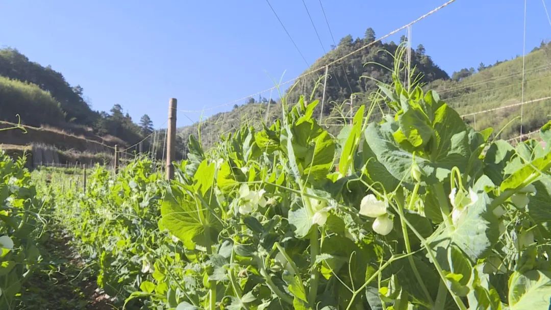 农业视频软件_农广种植技术视频下载_农业视频下载