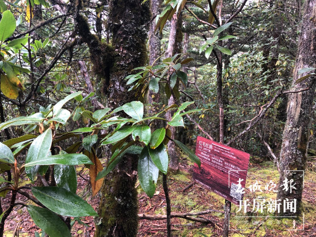 种植甘蓝赚钱吗_甘蓝种植效益_高山种植甘蓝致富
