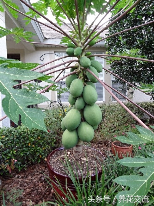 花友在阳台上种的8种盆栽水果，花盆也能养出吃不完的果子