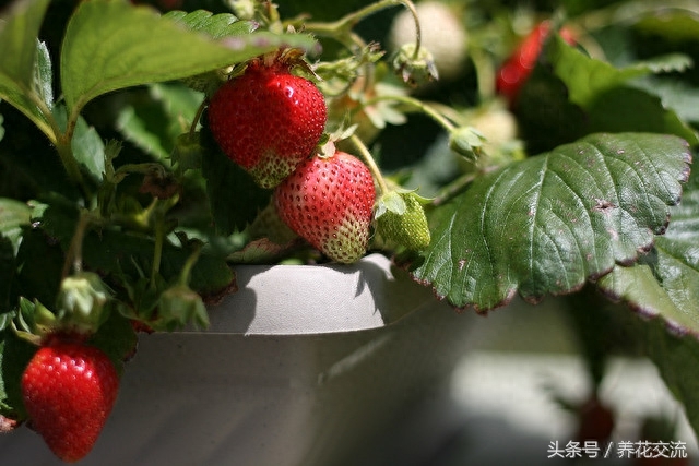 花友在阳台上种的8种盆栽水果，花盆也能养出吃不完的果子