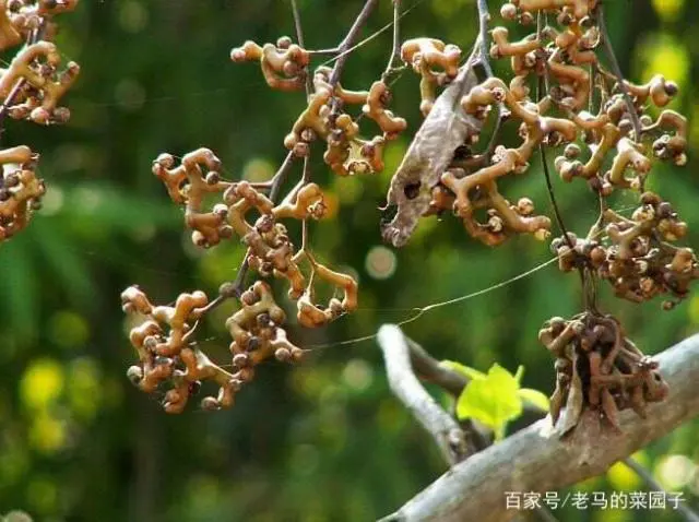 拐枣树的栽培技术_拐枣学养殖技术和种植技术_拐枣的养殖方法和注意事项