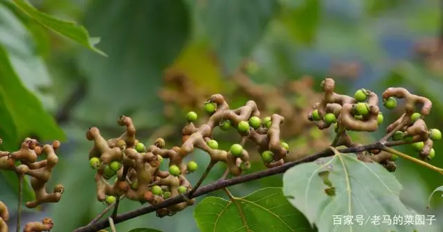 拐枣树的栽培技术_拐枣学养殖技术和种植技术_拐枣的养殖方法和注意事项