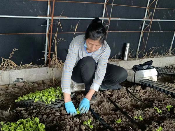 致富种植项目介绍_种植致富新项目_致富种植项目
