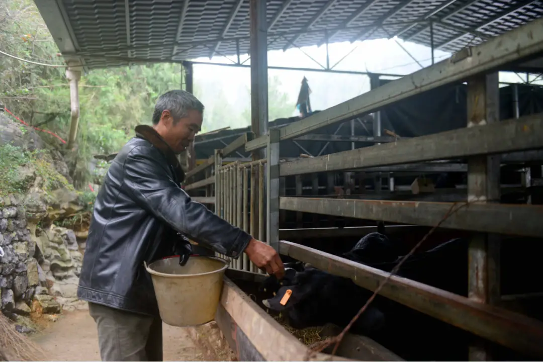 致富经养殖羊视频_养羊致富经_骊羊养殖致富