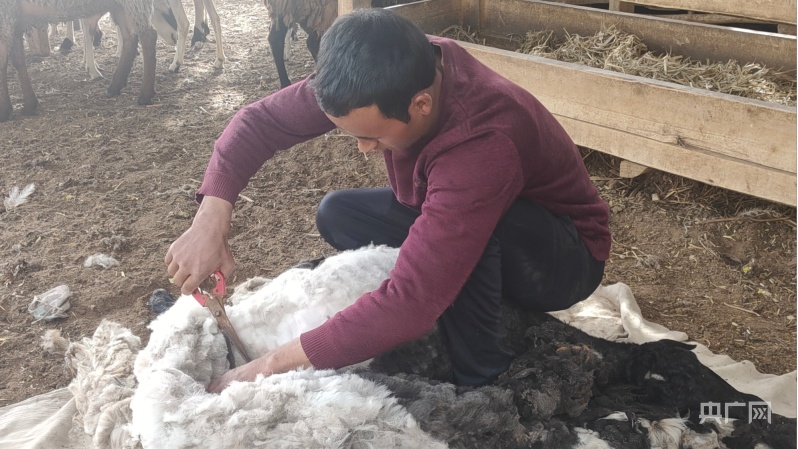 养羊致富经_骊羊养殖致富_致富经养殖羊视频