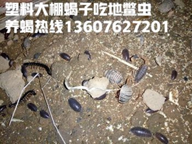 黄粉虫养殖技术图片_黄粉虫养殖技术图片_黄粉虫养殖技术图片