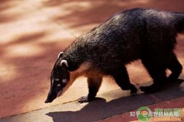 养殖果子狸的致富经_养殖果子狸技术_致富果子养殖狸花猫