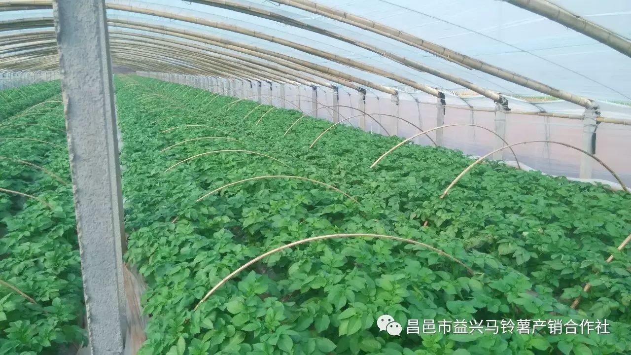 土豆种植技术全过程_种植土豆技术_土豆种植技术和管理