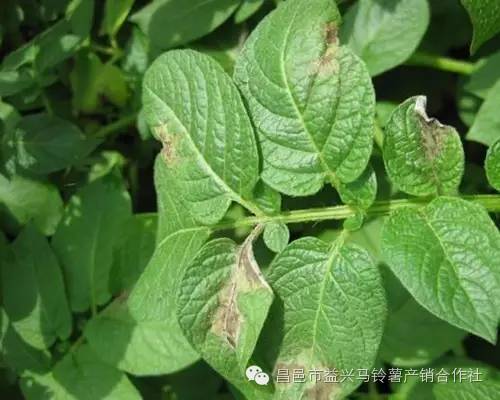 土豆种植技术全过程_种植土豆技术_土豆种植技术和管理