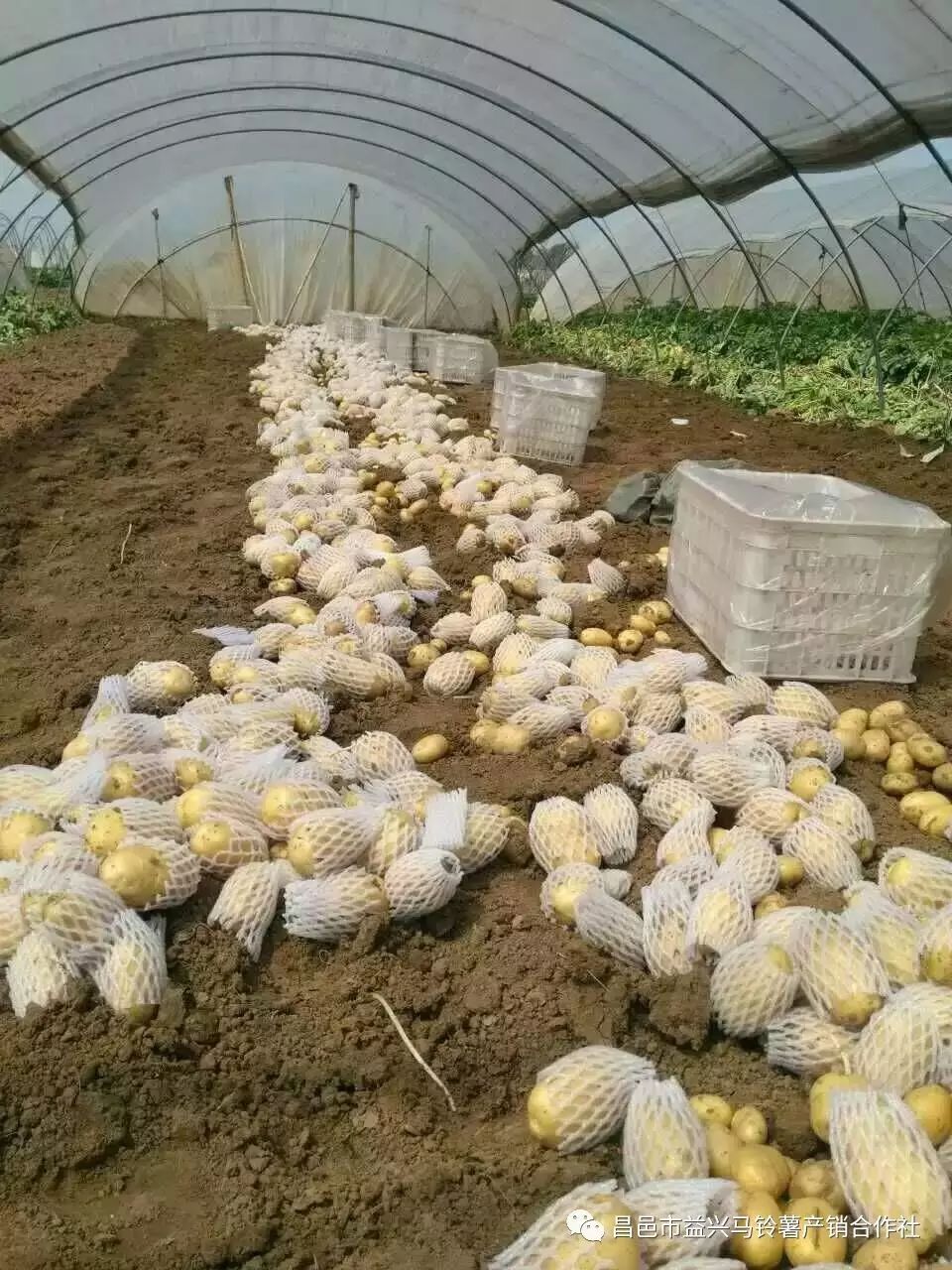 种植土豆技术_土豆种植技术全过程_土豆种植技术和管理