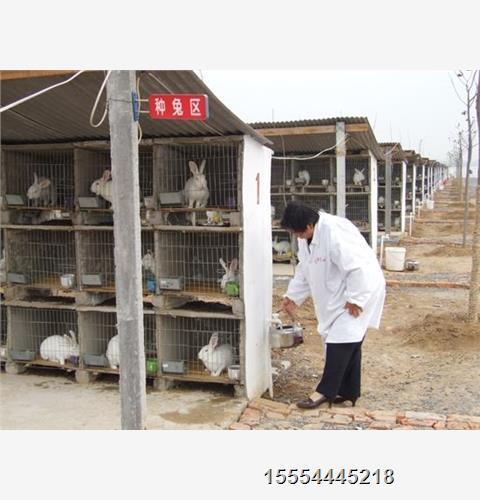彩色獭兔哪里有卖_彩色獭兔养殖技术_彩獭兔多少钱一只