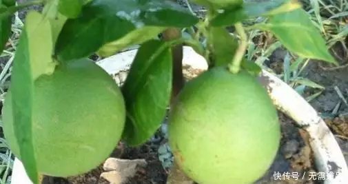 柚子种植修剪技术视频_柚子的整形修剪_柚子修剪技术视频全集修