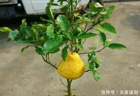 柚子修剪技术视频全集修_柚子的整形修剪_柚子种植修剪技术视频