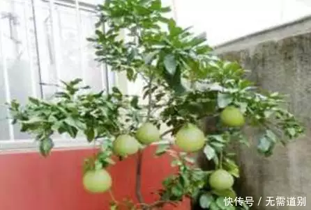 柚子种植修剪技术视频_柚子的整形修剪_柚子修剪技术视频全集修