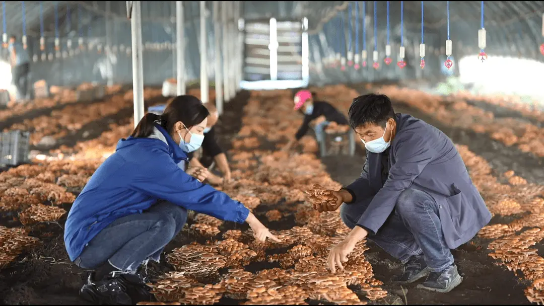滑子蘑生产基地_黑龙江种植滑子蘑致富新闻_滑子蘑的种植