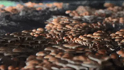 滑子蘑的种植_滑子蘑生产基地_黑龙江种植滑子蘑致富新闻