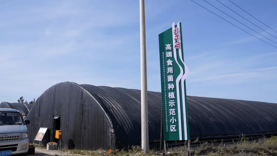 滑子蘑的种植_滑子蘑生产基地_黑龙江种植滑子蘑致富新闻