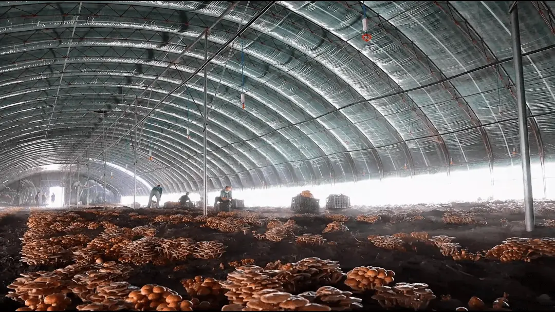 滑子蘑的种植_滑子蘑生产基地_黑龙江种植滑子蘑致富新闻