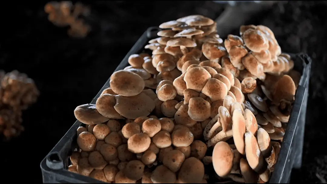 黑龙江种植滑子蘑致富新闻_滑子蘑的种植_滑子蘑生产基地