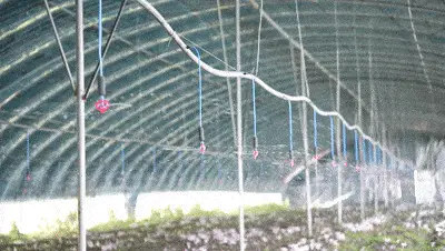 滑子蘑生产基地_黑龙江种植滑子蘑致富新闻_滑子蘑的种植