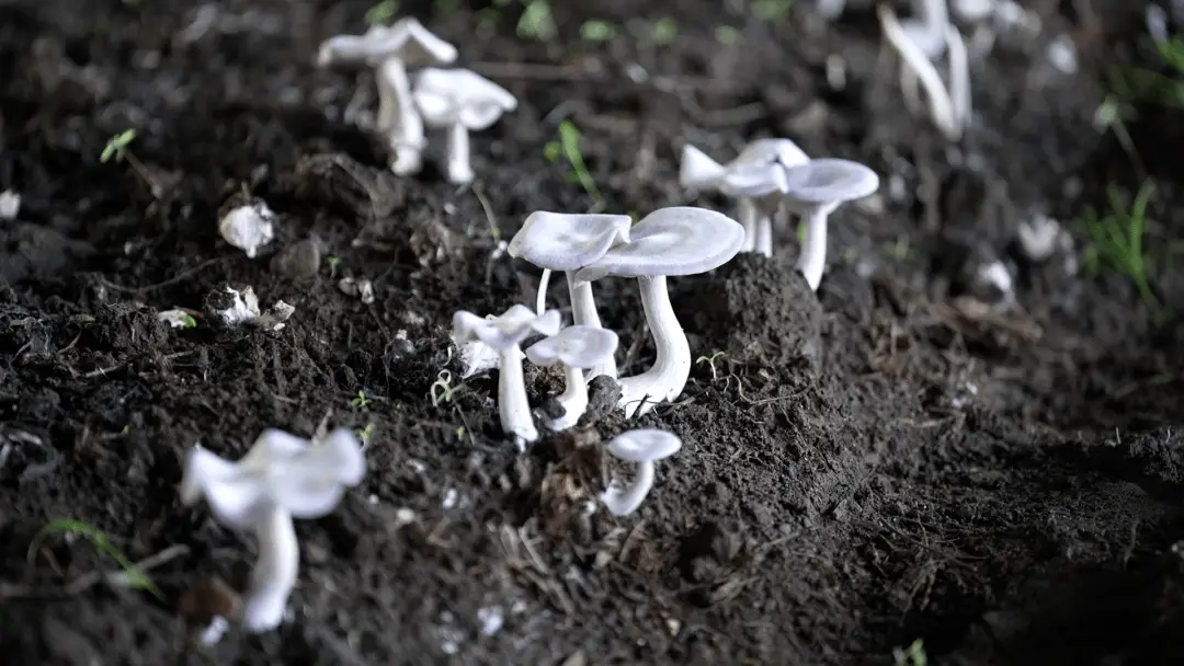 黑龙江种植滑子蘑致富新闻_滑子蘑的种植_滑子蘑生产基地