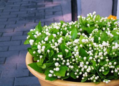 茉莉花的种植技术_茉莉花种植技巧_茉莉种植花技术要点