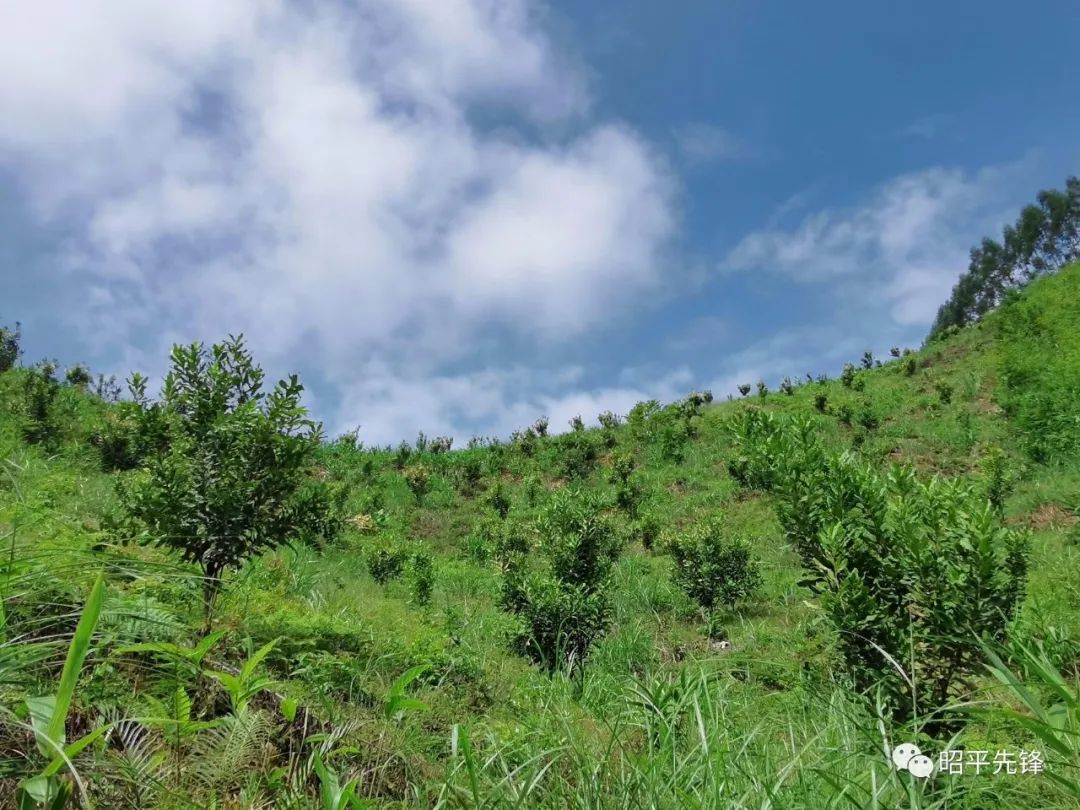 坚果种植技术_坚果种植前景如何_种植坚果增收致富
