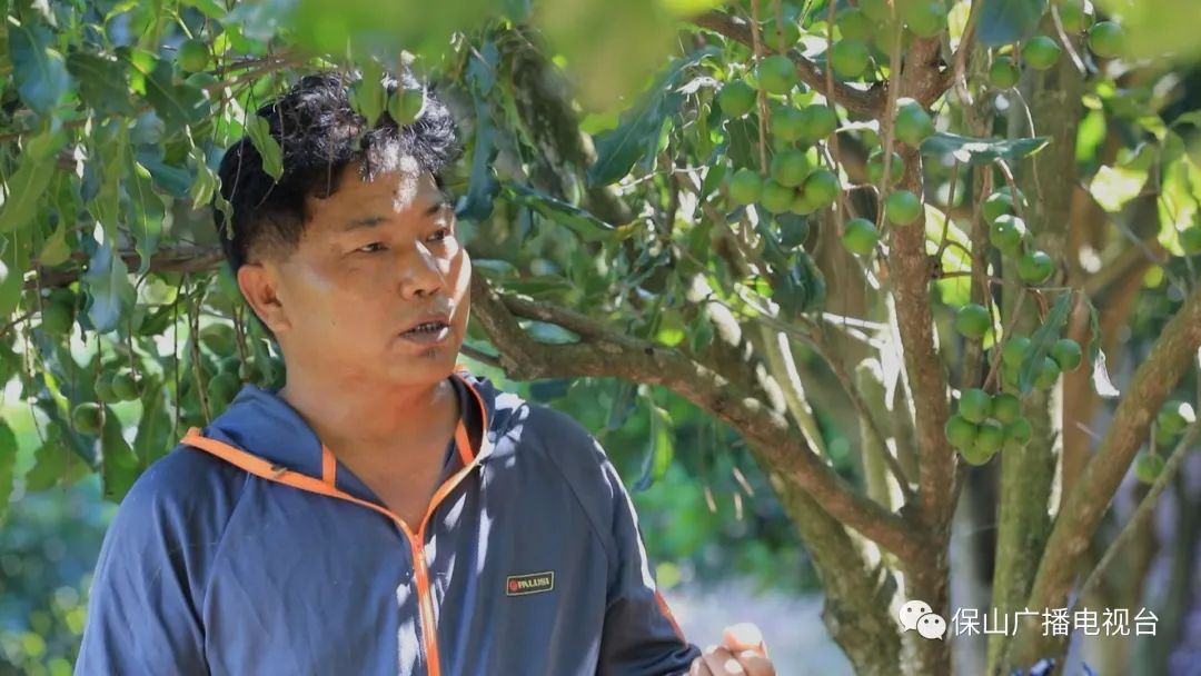 坚果种植收益_坚果种植是一场骗局吗_种植坚果增收致富