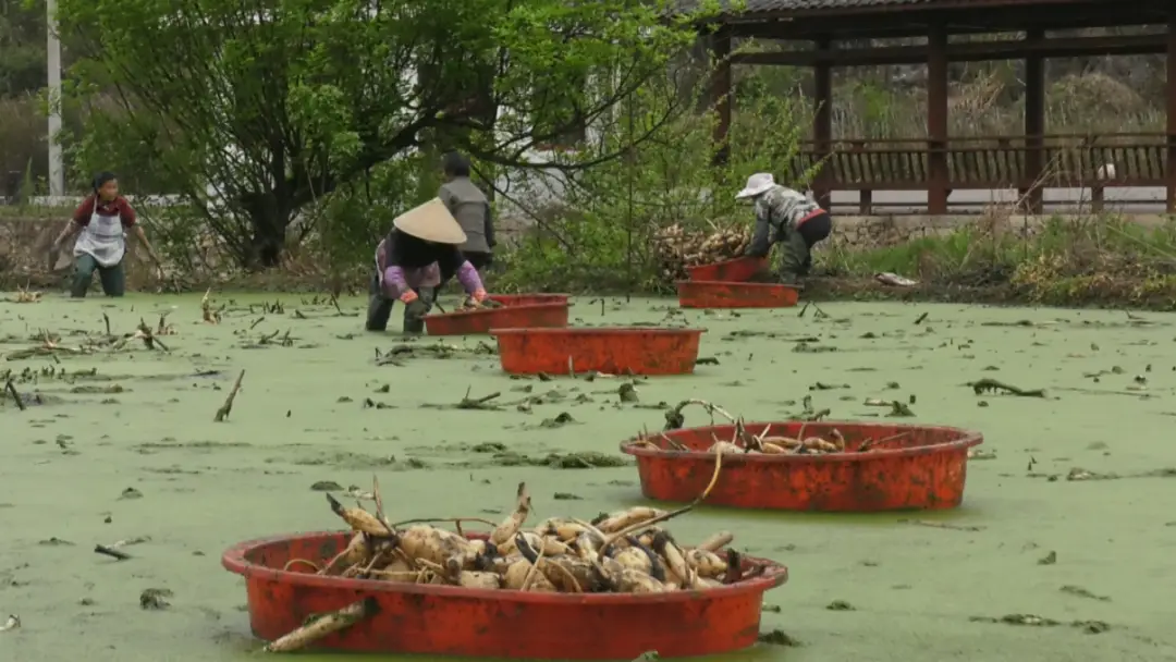 致富经 浅水莲藕_莲藕浅水栽培技术要点_致富莲藕浅水还是深水