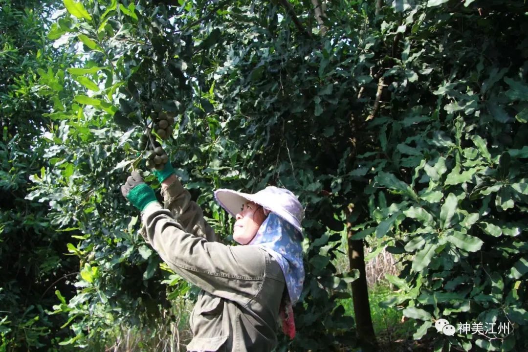 坚果种植收益_坚果种植技术_种植坚果增收致富