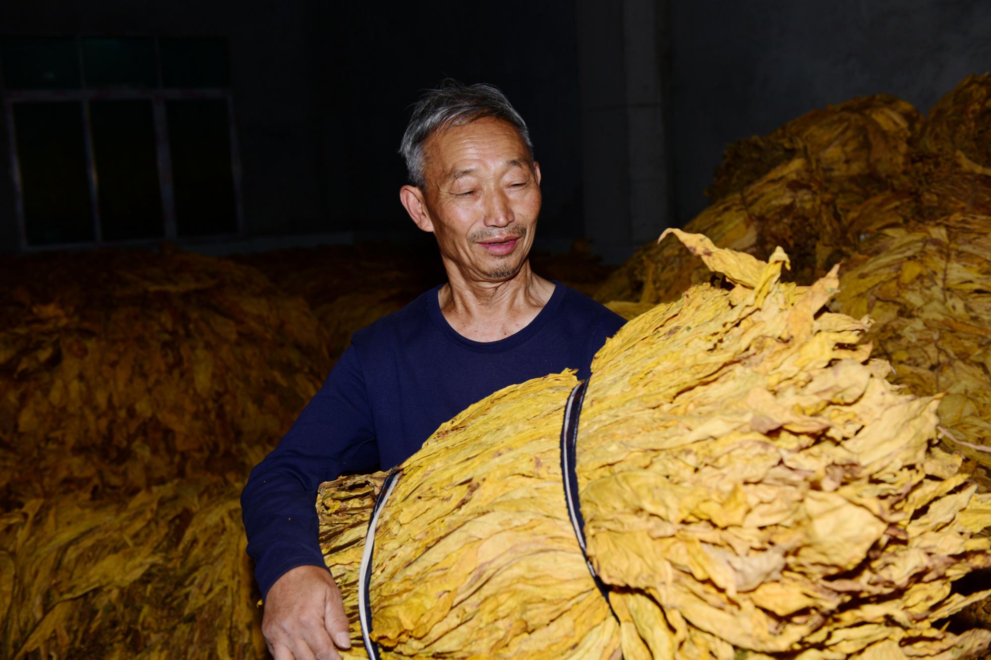 贵州钟山：金黄烟叶飘 增收致富促振兴