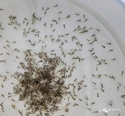 斗门鲈鱼养殖技术视频_鲈鱼养殖技术视频致富经_鲈鱼养殖最新技术视频