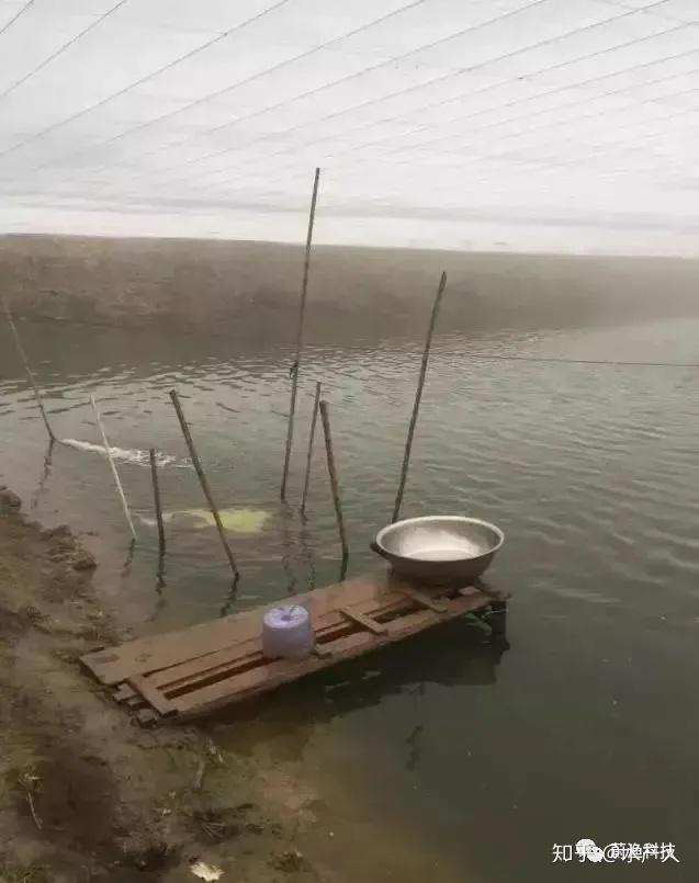 鲈鱼养殖最新技术视频_斗门鲈鱼养殖技术视频_鲈鱼养殖技术视频致富经