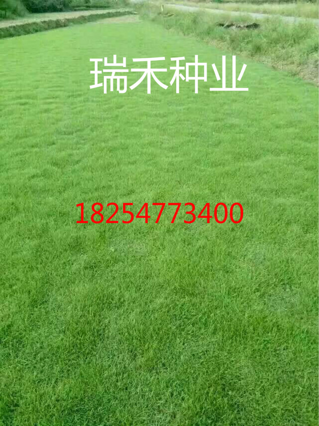 台湾草种植技术四季常绿