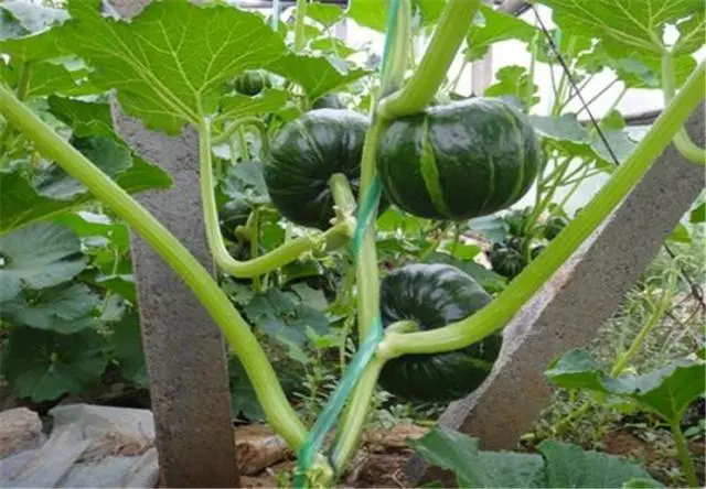 南瓜藤种植致富三农_南瓜藤价格_南瓜藤种植产量多少