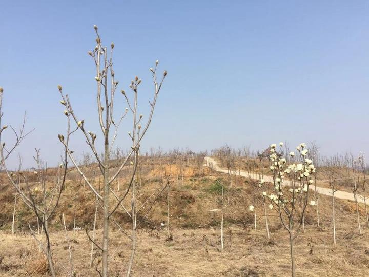 cctv7致富经视频苗木绿化_致富种植视频全集_视频致富绿化苗木cctv7