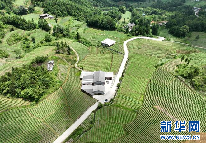湖北鄂西高山烟叶大乡的“致富经”