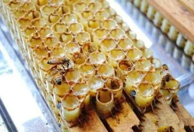 养蜂蜜蜂养殖技术入门_蜜蜂入门养殖养蜂技术视频教程_蜜蜂入门养殖养蜂技术方法