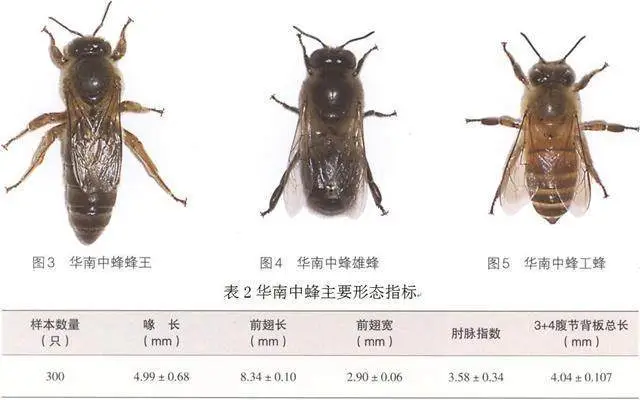 养蜂蜜蜂养殖技术入门_蜜蜂入门养殖养蜂技术视频教程_蜜蜂入门养殖养蜂技术方法