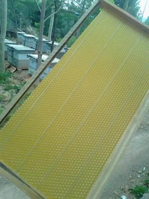蜜蜂入门养殖养蜂技术视频教程_养蜂蜜蜂养殖技术入门_蜜蜂入门养殖养蜂技术方法
