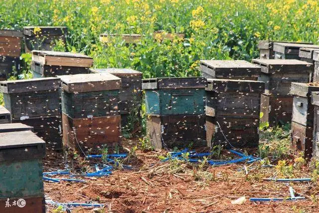 蜜蜂入门养殖养蜂技术视频教程_蜜蜂入门养殖养蜂技术方法_养蜂蜜蜂养殖技术入门