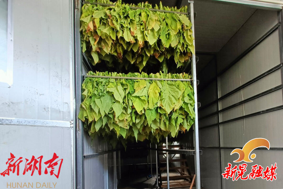 农村种植致富_农村致富新项目种植_烟叶种植致富村