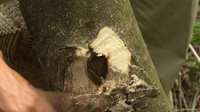 bridgestone木杆_致富经木杆_致富致富