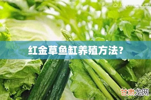 红金草鱼缸养殖方法？( 三 )