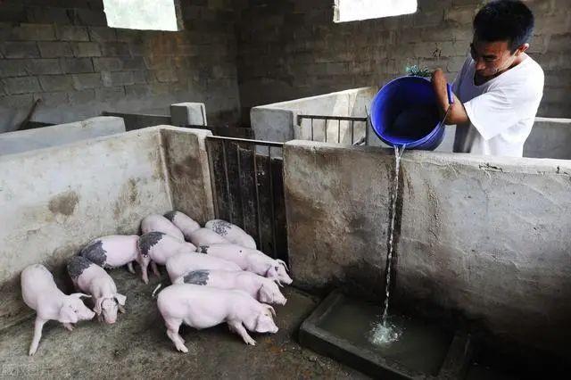 养殖母猪成本低技术高的原因_母猪养殖效益_母猪低成本养殖技术